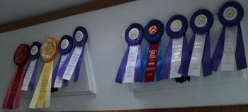 A great weekend at the dog show
