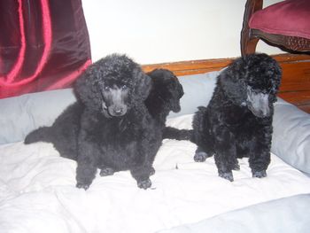 Mickie and Hallie's Puppies at 8 weeks

