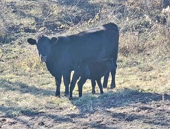 Beautiful Black Angus Momma and Baby

