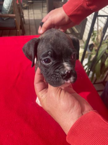 Not Available Puppy 2 Boy Flashy Brindle
