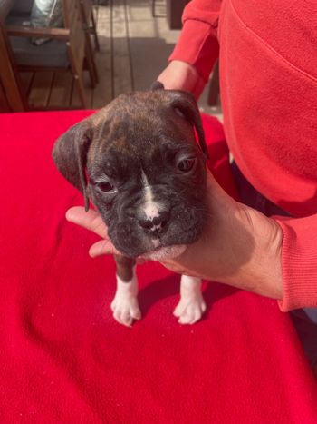 Not Available Puppy 3 Girl  Flashy Brindle
