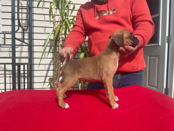 Puppy 6 Girl- Fawn Classic
