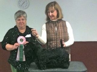 Naugatuck Kennel Club match March 3, 2013, Pippa won BEST IN SHOW over 40 entries!!
