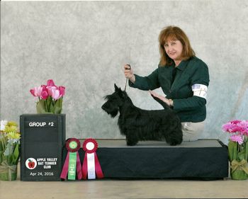 One of three Terrier Group wins as a one year old
