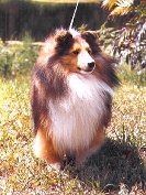 Bear (Ch. Satins Limited Edtion)--Sire of the girls
