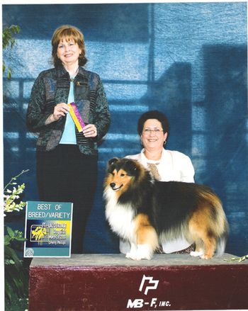 On March 19, 2006, Teddybear was awarded BOB by Judge Mrs. Monica Canestrini at the Fort Lauderdale Dog Club Show.

