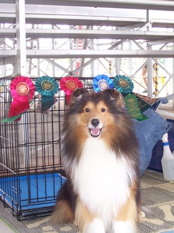 On Saturday, October 11, 2008 Teddy earned his NAJ (Novice Agility Jumpers) title with a second place. On Sunday, October 12, 2008, Teddy earned his NA (Novice Standard Title) with a first place. Teddy was handled by my friend Debbie Canderelli.
