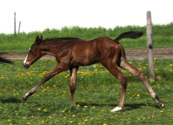 6 day old TB Colt by Magoo's Magic
