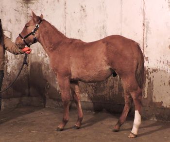 Weanling Colt by Lil Lena High Brow
