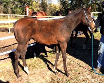 Weanling Filly out of Aubee's Amali
