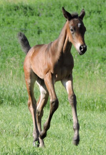 3 day old Thoroughbred Filly
