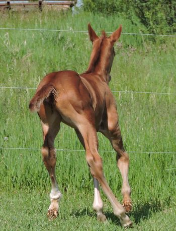 3 day old Colt out of Rime Or Reason
