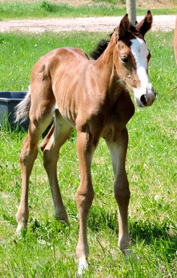 2 day old filly out of Biscotti
