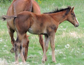3 month old filly out of Biscotti
