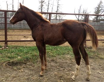 Havuk as a weanling
