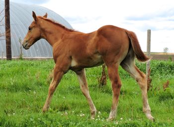 8 week old Colt by Rime Or Reason
