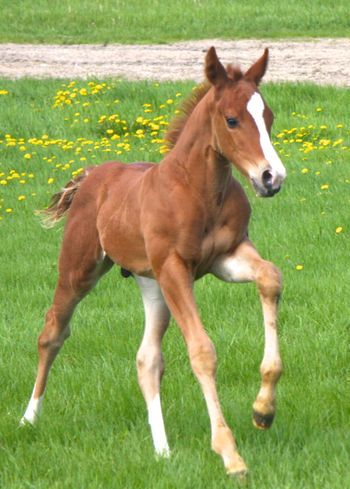 1 week old colt out of Shootin Fora Miracle
