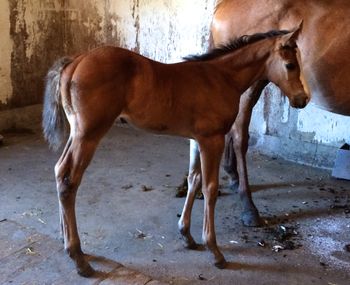 1.5 month old filly out of Biscotti
