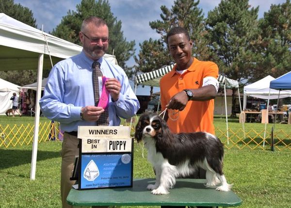 Siena's First AKC point, handled by Roman Jones.