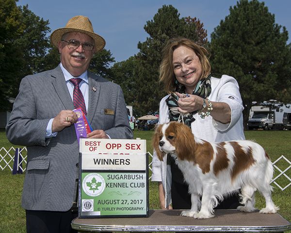 Cordelia wins her first AKC points at just 9 months.
CKCSC CH, GCH Clarmarian Classic by Design x CH Clarmarian Here Comes the Sun