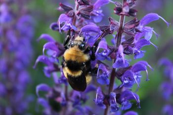 In my flower garden July 2016
