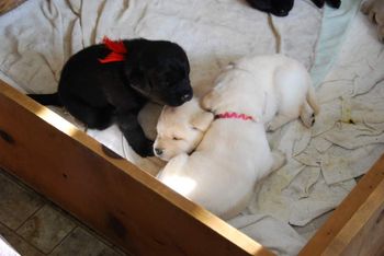 Bella puppies
