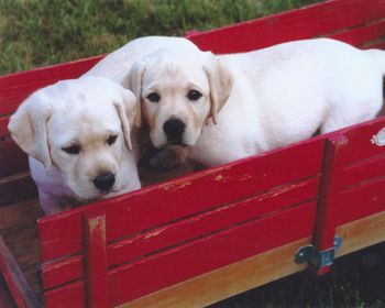 Wagon Pups
