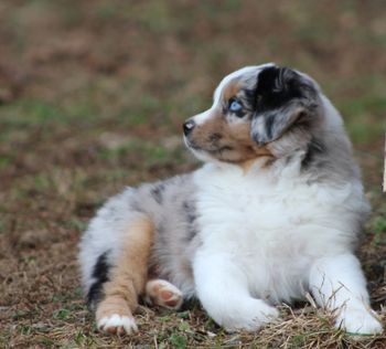 Beautiful Miniature American Shepherd Puppy
