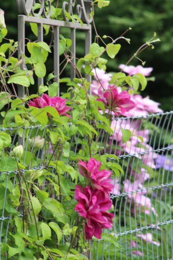 Springtime Clematis
