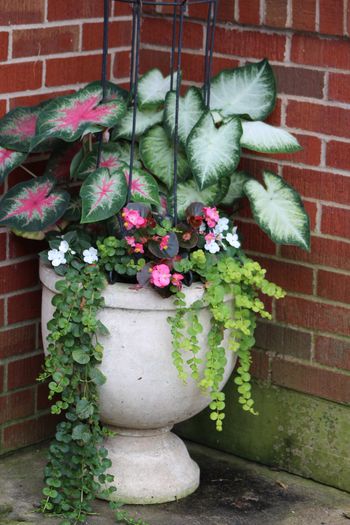 Backdoor Flower Pot
