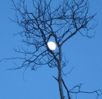 Moon in the Tree
