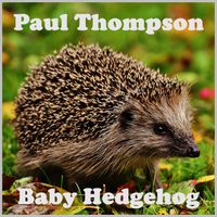Baby Hedgehog by Paul Thompson