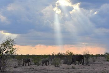 Kruger National Park
