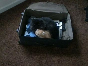 Going somewhere? Cedrick and Winslow bonding in my dad's suitcase duringmy parents' recent visit
