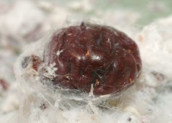 an adult cochineal
