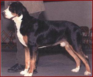 Ch. Badjo v. Grosserhof, ScTT, ATT, TT, TDI, CGC,HIT, ROM #1 Stud Dog in 2003 Badjo was my import Swedish foundation stud dog that has left his mark by adding bone, substance, type, working ability, and wonderful temperaments to his descendants.
