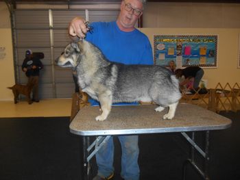 UKC Ch. Boson,  Shown here at 3 years old
