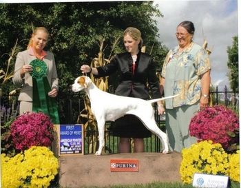 Gracie- 1st Award of Merit 2009 National Specialty. Ch. Edgehill's Comin Out Strong Edgehill Pointers
