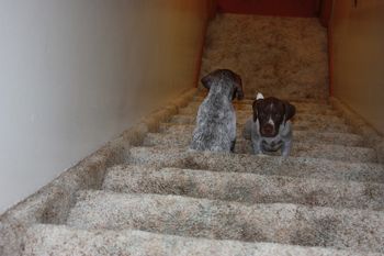 The stairs are the new adventure for Uli going up and Ultimo going down.
