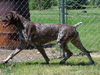 Cowboy - From the J litter Ch.Shotshell Just a Wrangler
