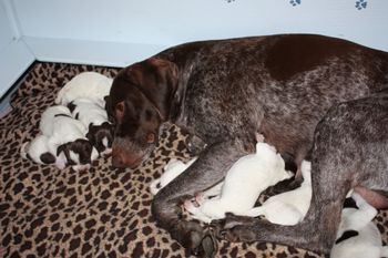 Ulla and pups day 2.
