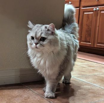 Sparky Male Persian Mix 6 yrs old
