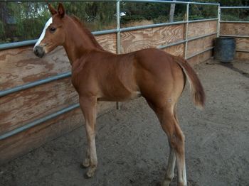 THIS COLT IS OUT OF MEXICALI LIGHTN AND SURENUFF SILENT HE IS PICTURED HERE AT THREE WEEKS OLD.
