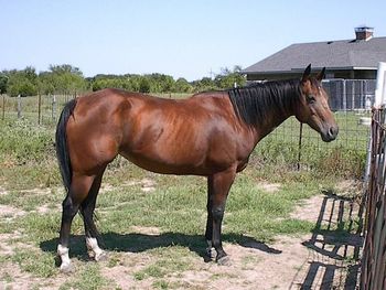 THIS IS JF PURE SILENCE A 1997 BAY AQHA. SHE HAS THE BLOODLINES OF SOME OF THE BEST SKIPPER W BRED HORSES OUT THERE. SHE COMES FROM CHARITON, IOWA OFF THE FINARTY RANCH.
