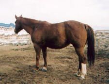 THIS IS A 1998 AQHA SORREL . MEXICALI LIGHTN IS A EXAMPLE OF CROSSING TWO OUTSTANDING LINEBRED SKIPPER HORSES. SEVERAL KNOWLEDGEABLE SKIPPER BREEDERS HAVE SAID THAT SPANISH ENCENDER IS THE OUTSTANDING CONFORMATION SKIPPER STALLION OF THIS ERA. LOOK AT THE DOUBLE CROSS OF THE GRAND OLD SKIPS TABU ON THE TAIL MARE LINE. I PURCHASED HER FROM IVOR AND WENDY BRADSHAW ROLLOVER RANCH.
