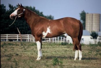 THIS IS INFAMOUS ANGEL A 1999 APHA. HER PEDIGREE IS ABSOLUTELY AS GENUINE WIESCAMP AS A PEDIGREE CAN BE IT IS JUST OUTSTANDING. I PURCHASED HER FROM THE INFAMOUS FRANK HOLMES ( THE AUTHOR OF SEVERAL HORSE RELATED BOOKS INCLUDING THE TRUE STORY OF HANK WIESCAMP).
