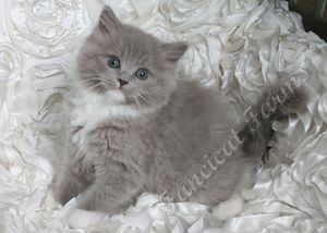 Lilac mitted SOLID kitten