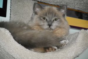 Blue colorpoint SEPIA older kitten