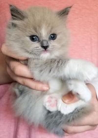 Blue mitted MINK kitten