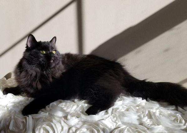 Luna